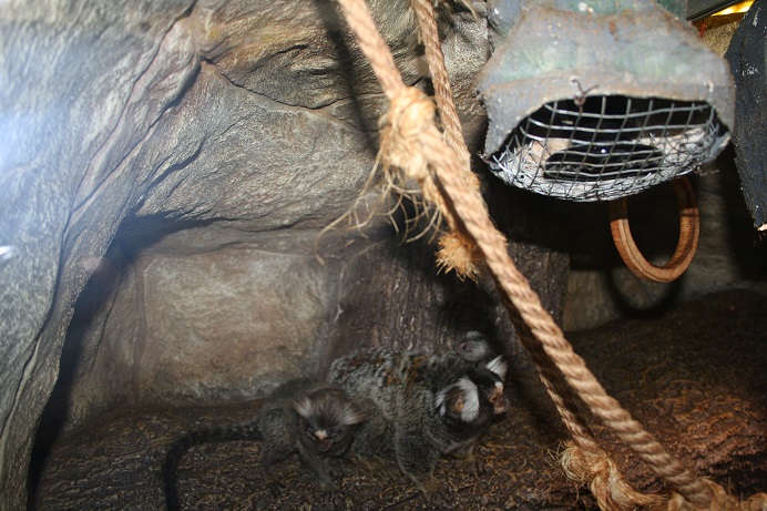 В крымских "джунглях" взялись двое малышей у мармазеток [фото]
