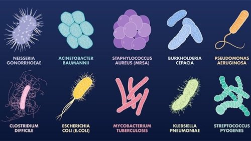 Каталог микроорганизмов