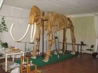 В Краматорске впервинку показали реконструированный костяк донецкого мамонта(фото)