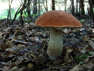Ученые уверены, что белокипенные грибы могут замедлить старение организма